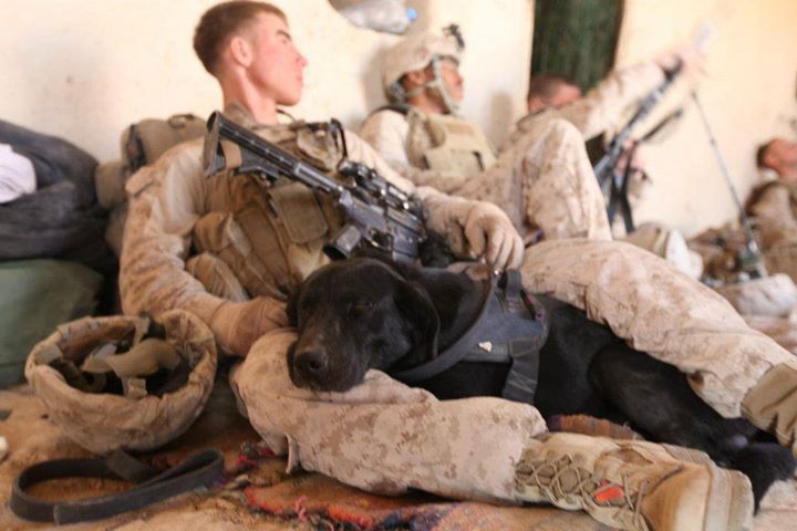 service dog