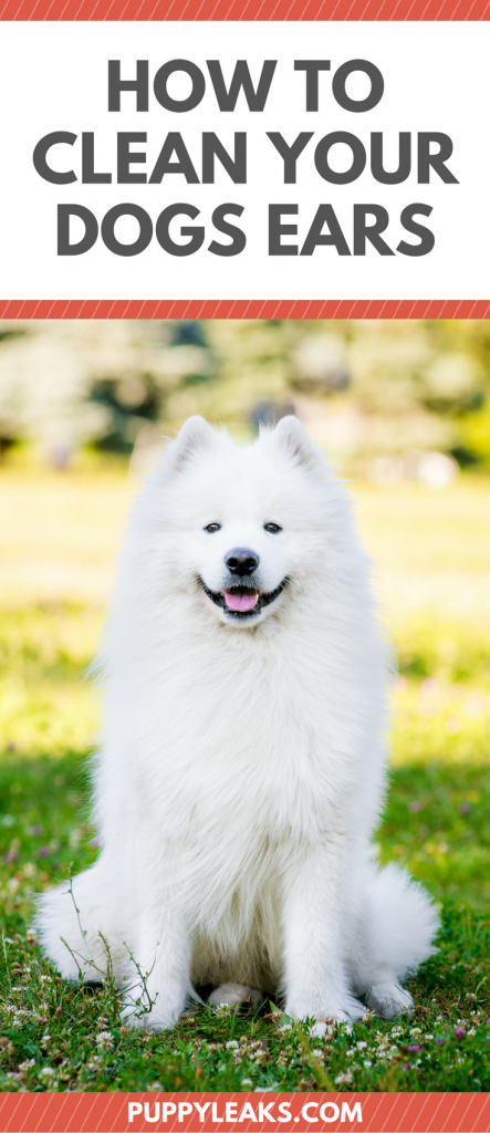 How to Clean Your Dogs Ears