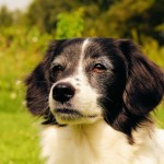 Exercise Tips for Dogs With Arthritis