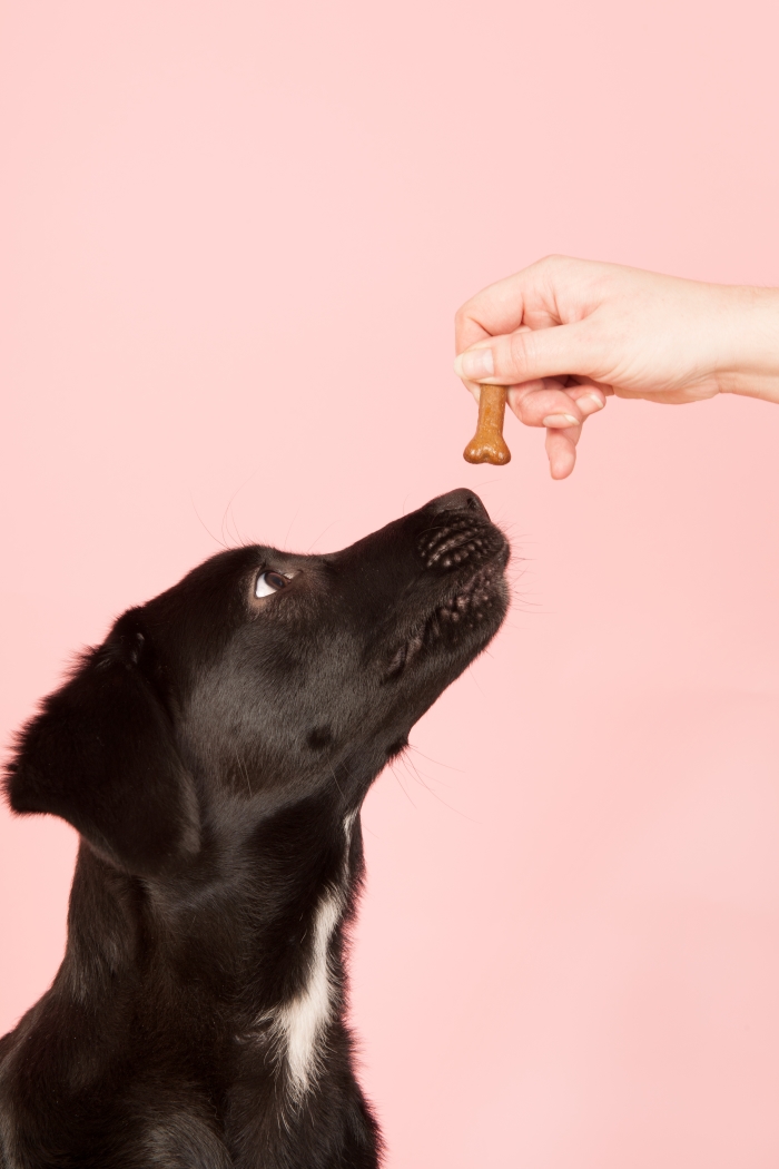 5 Benefits of Hand Feeding Your Dog Puppy Leaks