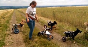 dogs playing fetch in wheelcarts