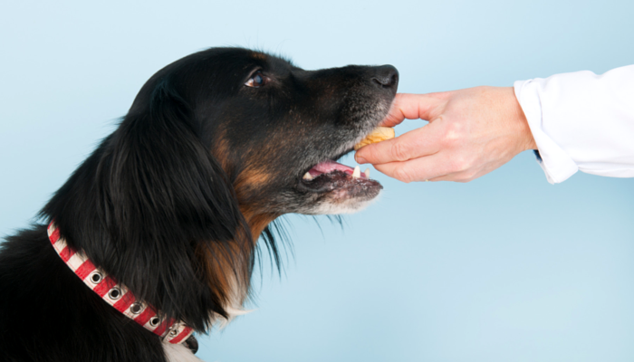 Why does my dog want to eat from my hand