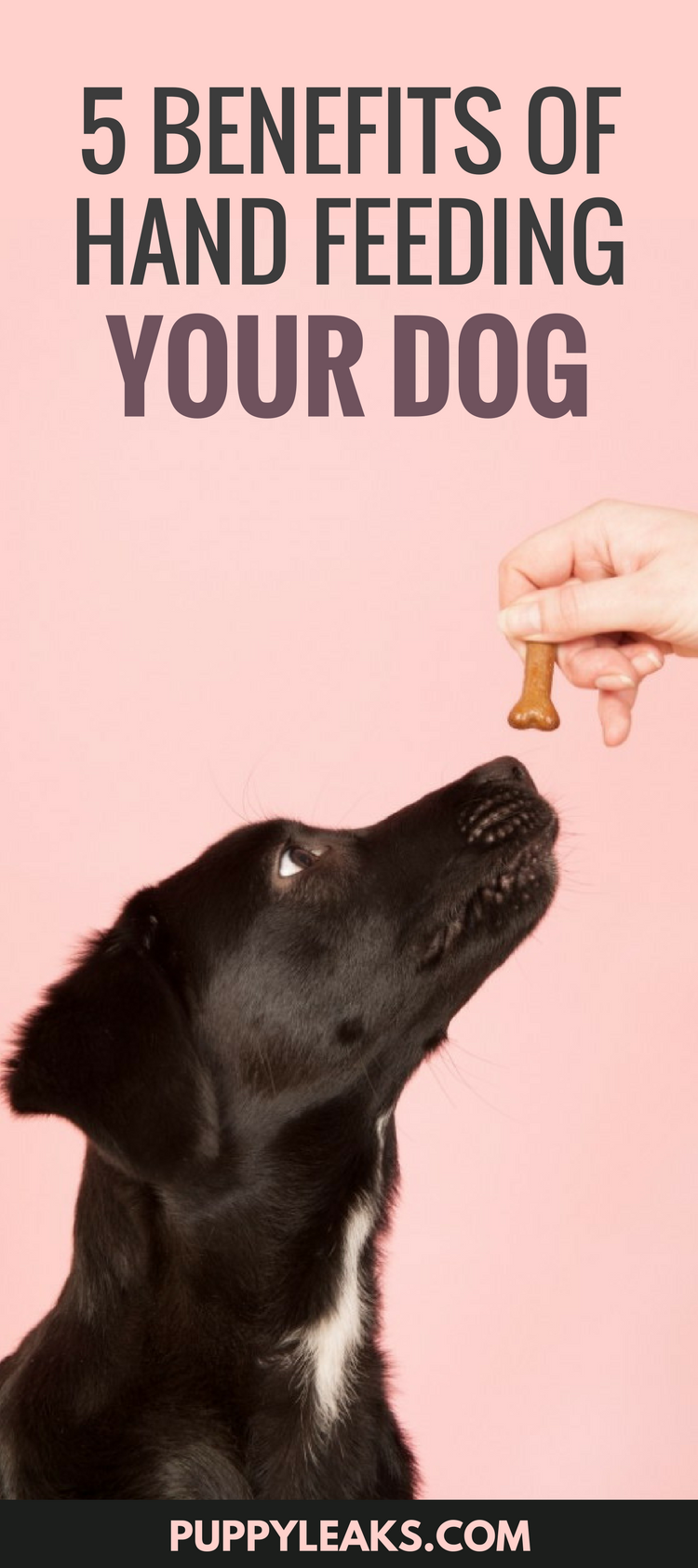 Looking for an easy way to teach your dog good manners, boost their confidence and strengthen your bond? Try feeding your dog by hand. Here's 5 benefits of hand feeding your dog. 