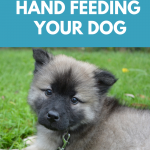 The benefits of hand feeding your dog