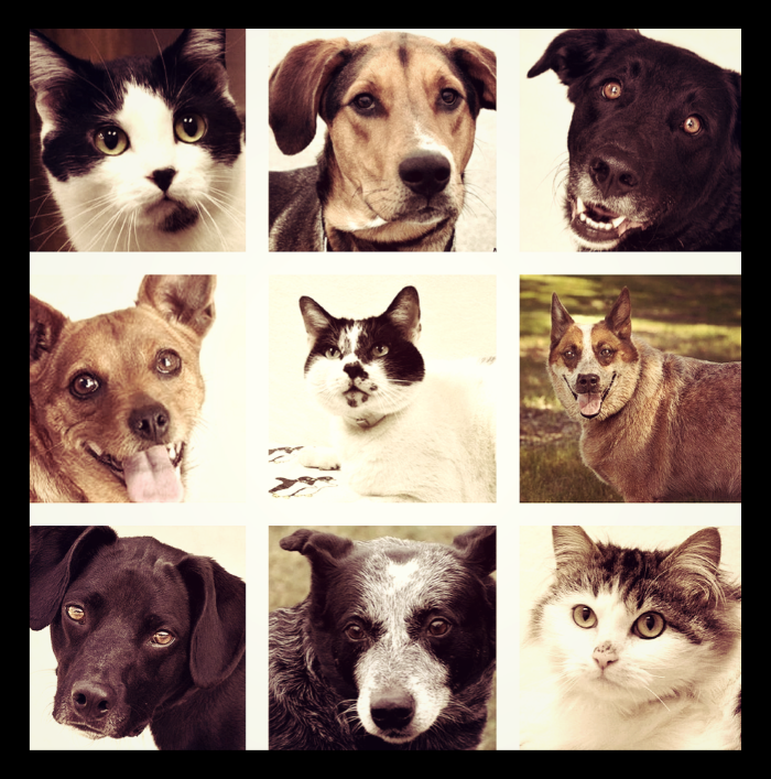 oakland county pet adotion center