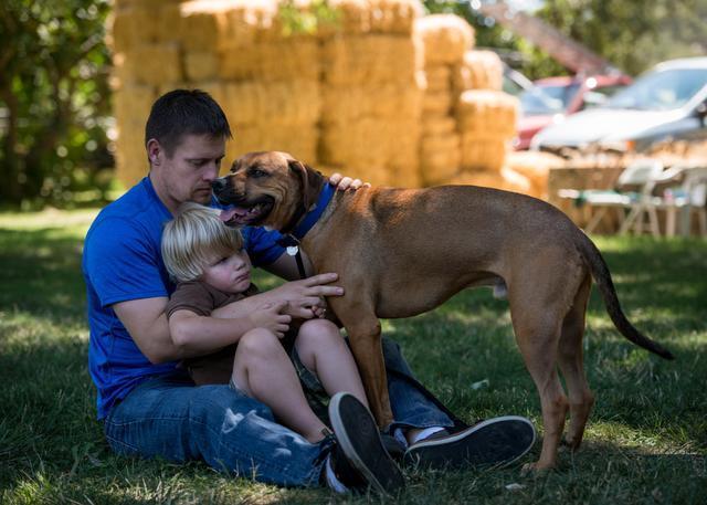 untrained service dogs