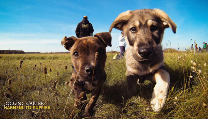 Jogging Can Be Harmful To Puppies Puppy Leaks