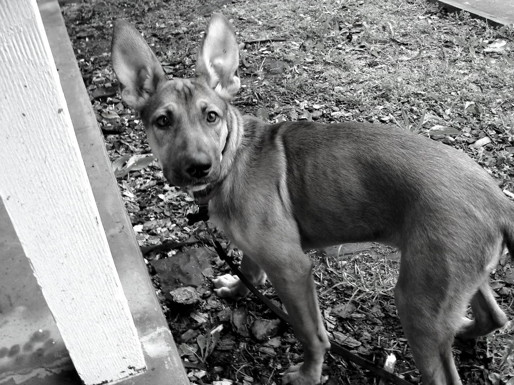 laika