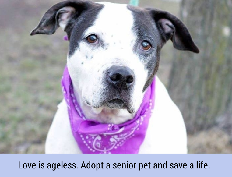 adopt a senior pet