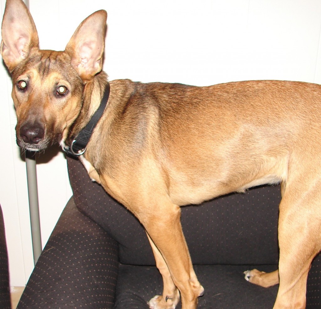laika