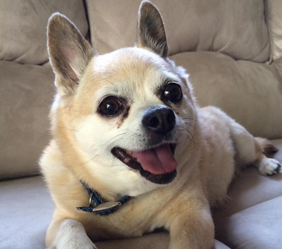 senior chihuahua