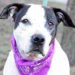 3 Amazing Rescues That Help Senior Dogs Get Adopted