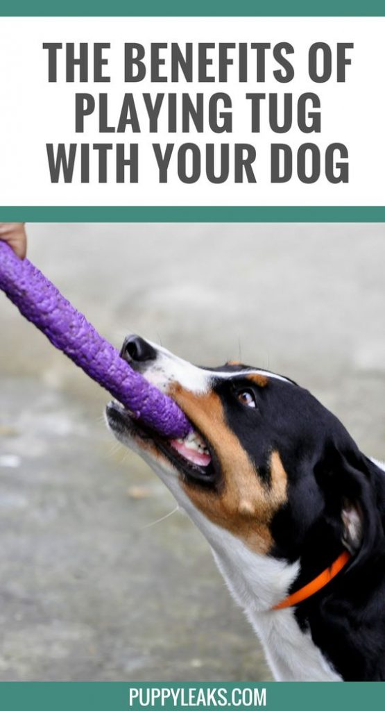 The Benefits of Playing Tug With Your Dog Puppy Leaks