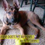 Please Don’t Pet My Paws – Bad Poetry Contest