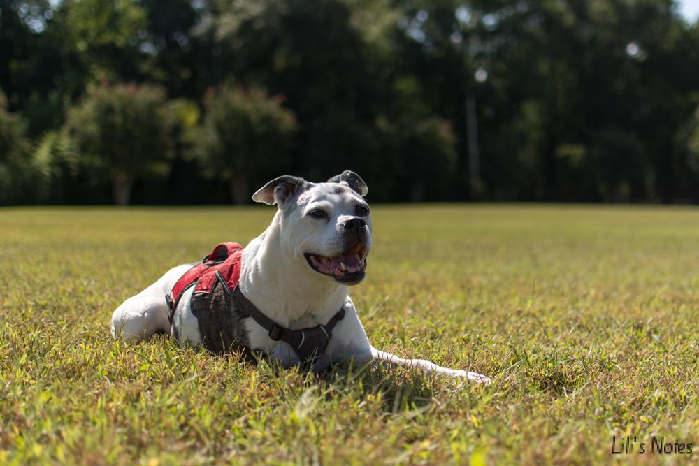 bone cancer vaccine for dogs