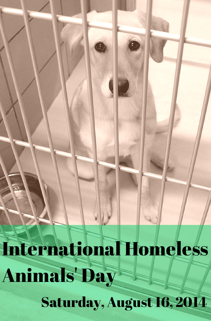 homeless animals day