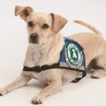 Nonprofit Sued For Providing Untrained Service Dogs