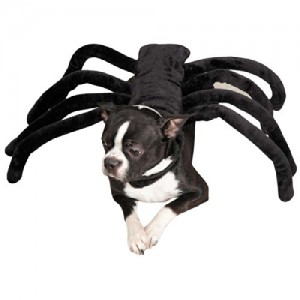 spider dog costume