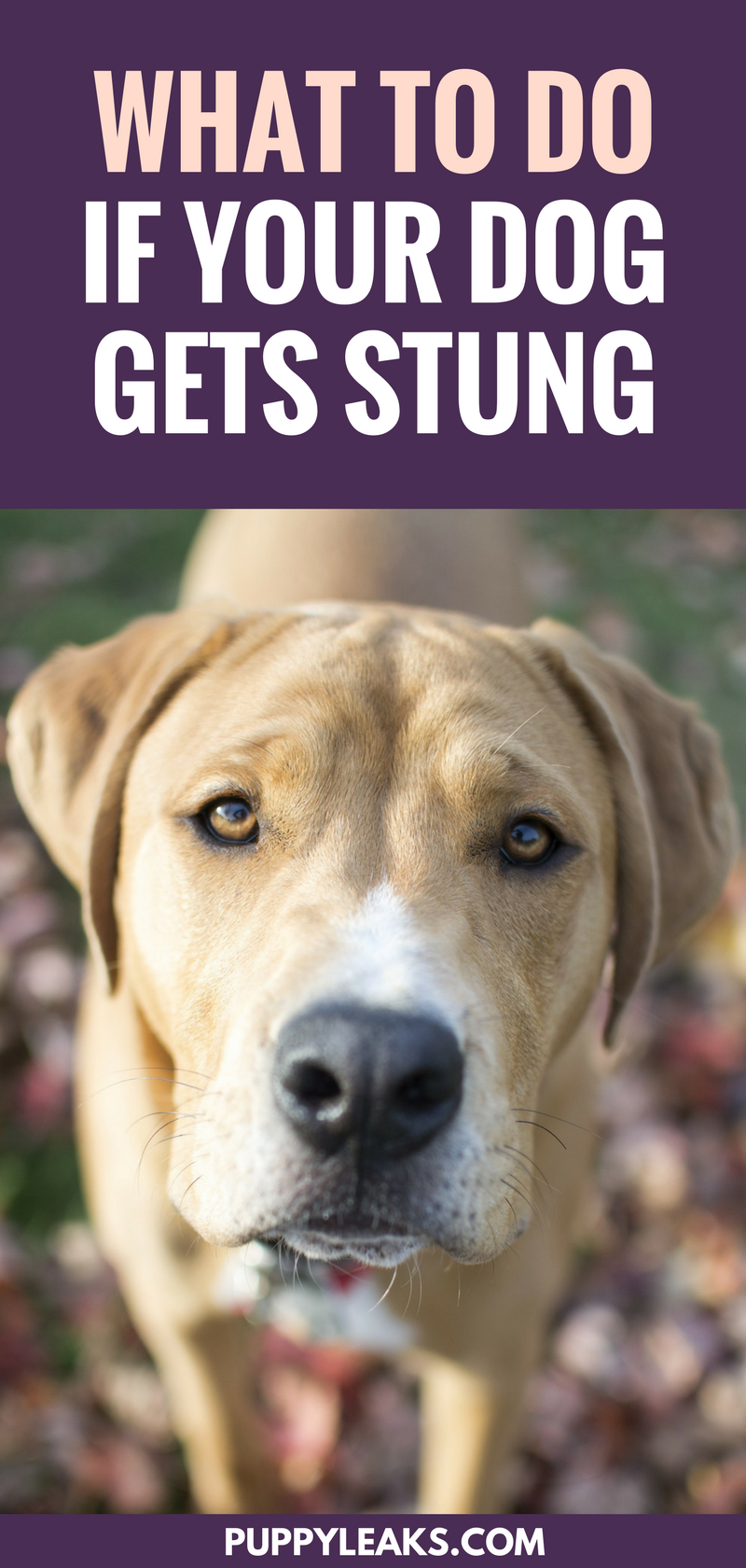 Do you know what to do if your dog gets stung by a bee or wasp? This article goes over the basics, including what to look for afterwards, how to help relieve pain and swelling, and when it's time to seek professional help. Here's what to do if your dog gets stung. What To Do If Your Dog Gets Stung. How to remove a stinger from your dog and signs to look out for after your dog gets stung.