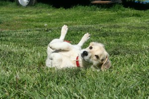 dog gets stung