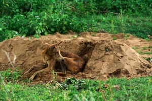 loyal dog stays by grave