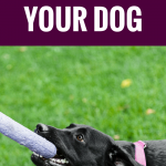 korzyści płynące z gry w przeciąganie liny z psem