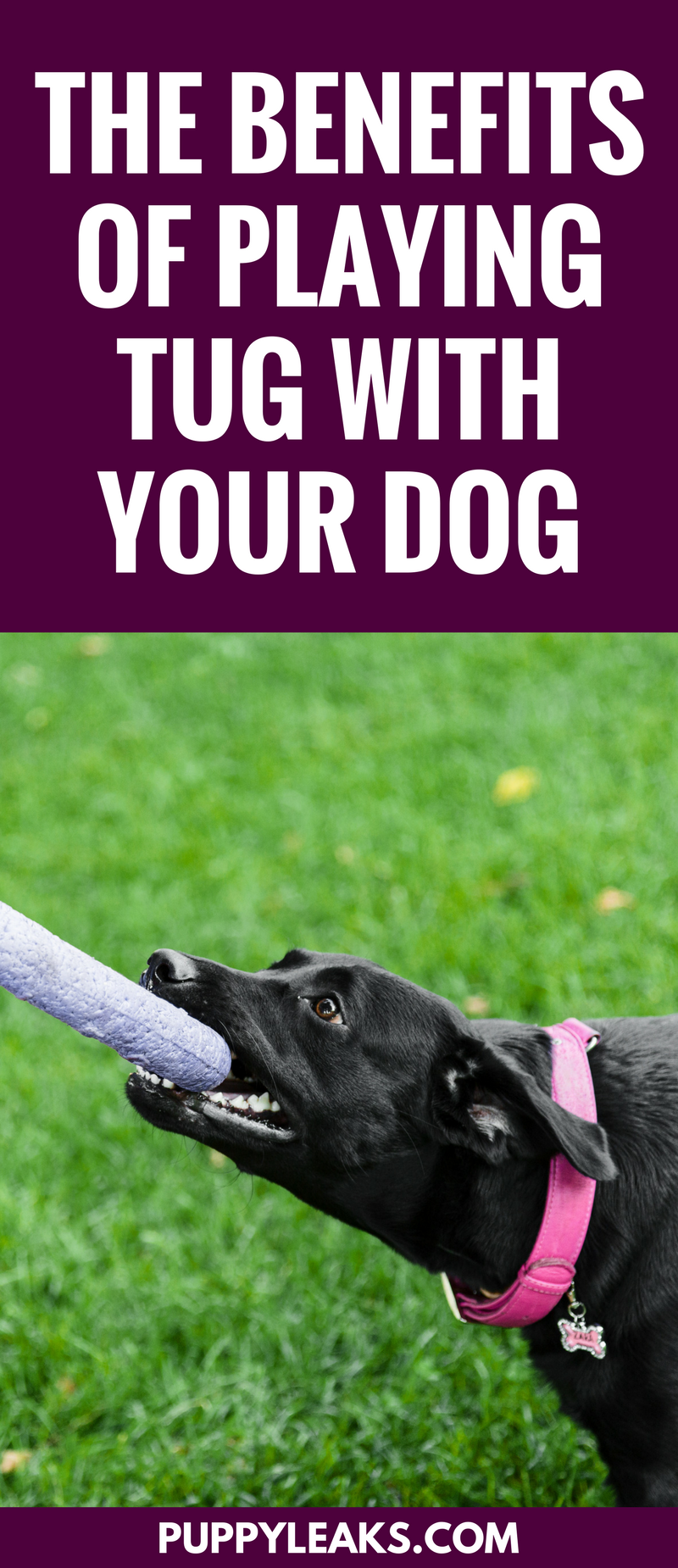 The benefits of playing tug of war with your dog. #dogs #dogtips #dogexercise