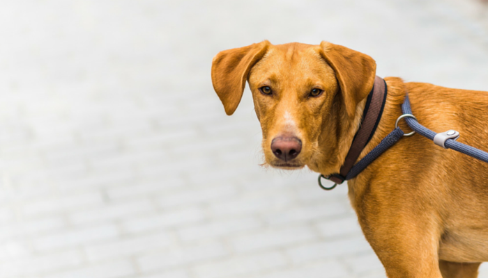 10 Tips for Walking Your Reactive Dog