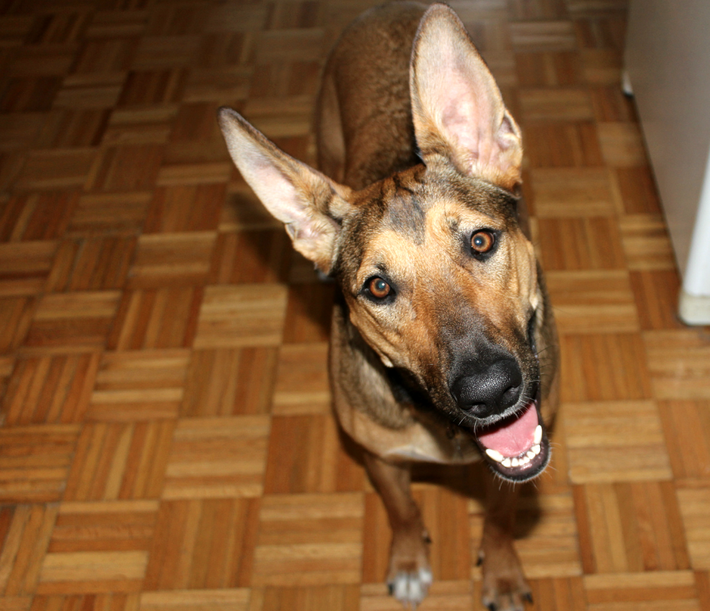 just a dog