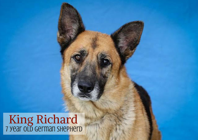 richard adoptable german shepherd michigan