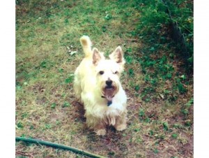 More Unexpected Wisdom Panel Results - Puppy Leaks
