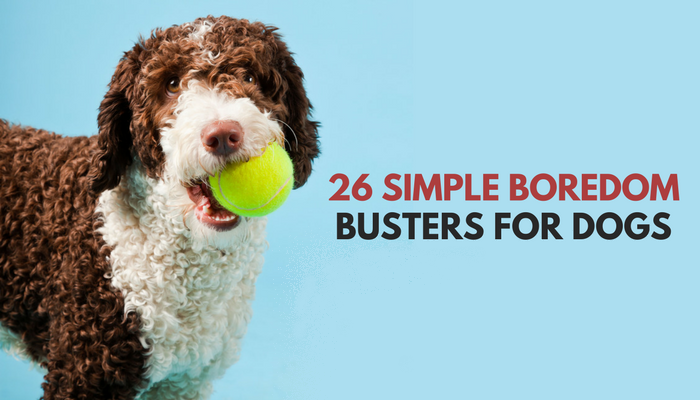 26 Quick & Simple Ways to Relieve Dog Boredom