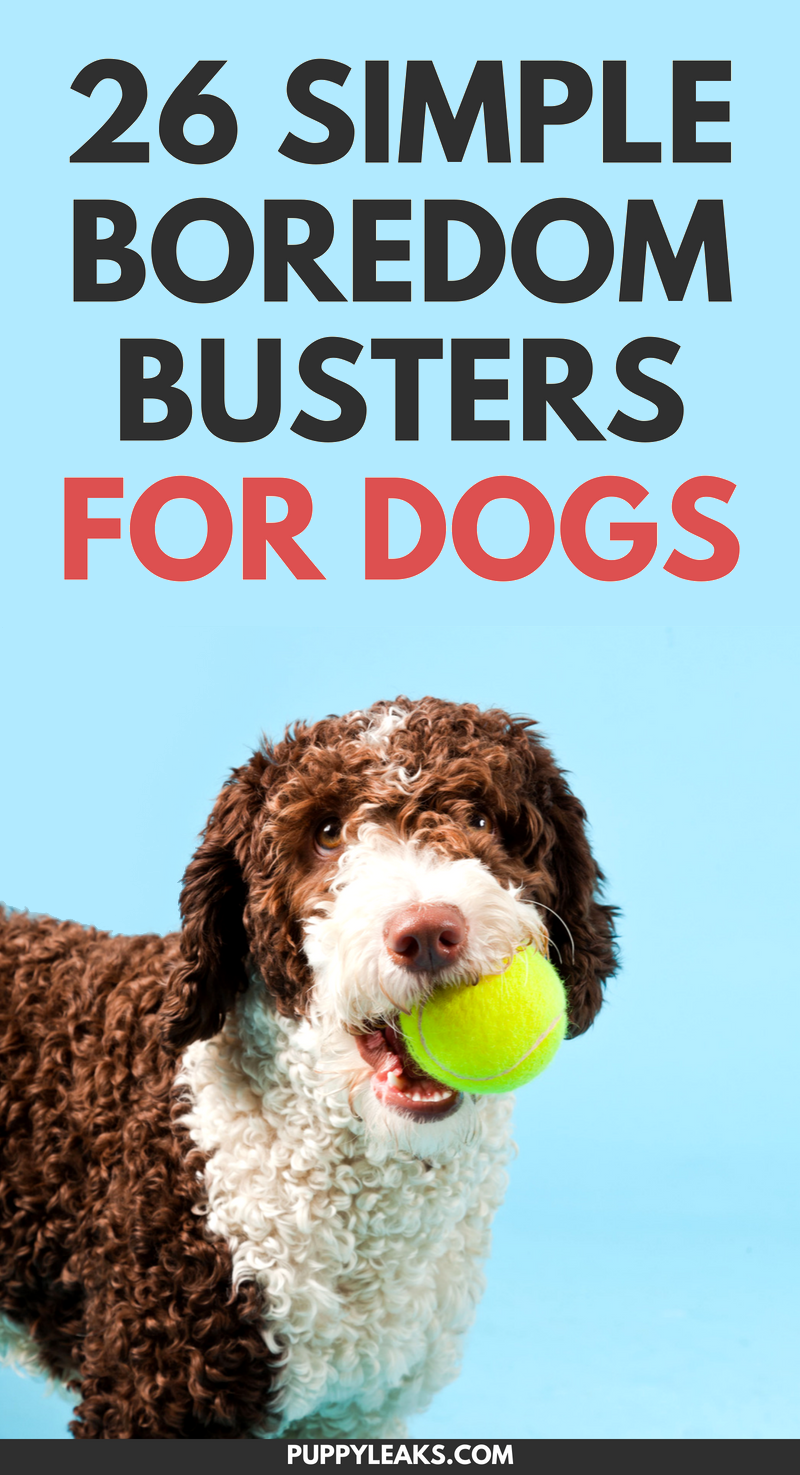 Is your dog bored? Need some simple ways to keep your dog busy, active and entertained? Check out our list of 26 quick and simple ways to relieve dog boredom. From homemade dog toys to simple trick training, these boredom busters will provide your dog with plenty of mental stimulation and exercise. #dogs #dogtips #dogcare #dog #lifehacks #doglovers #dogadvice
