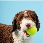 26 Boredom Busters For Dogs