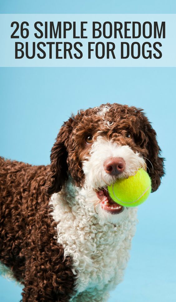 Is your dog bored? Need some simple ways to keep your dog busy, active and entertained? Check out our list of 26 quick and simple ways to relieve dog boredom. From homemade dog toys to simple trick training, these boredom busters will provide your dog with plenty of mental stimulation and exercise. #dogs #dogtips Is Your Dog Bored? Here's 26 Simple Boredom Busters For Dogs.
