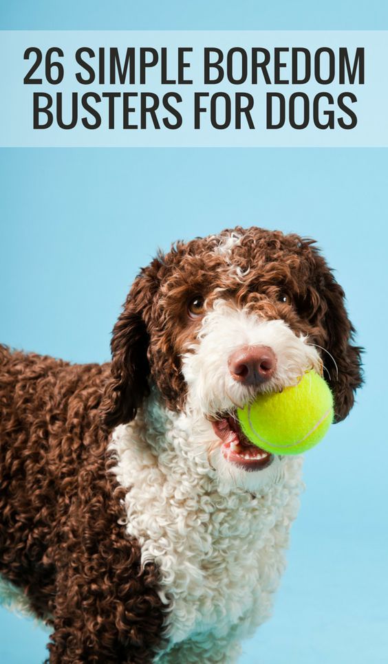 This DIY Dog Toy Will Keep Your Pet Busy For Hours