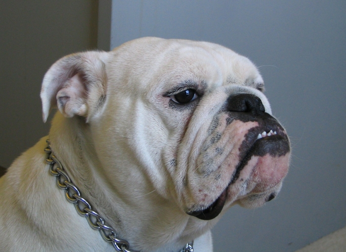 What Unethical Breeding Has Done to Bulldogs