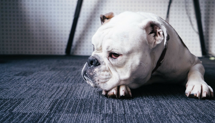 Bulldogs are prone to health problems. Is breeding them cruel? : NPR