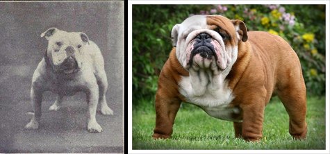 bulldog ändert sich im Laufe der Jahre, was haben wir mit Bulldoggen gemacht