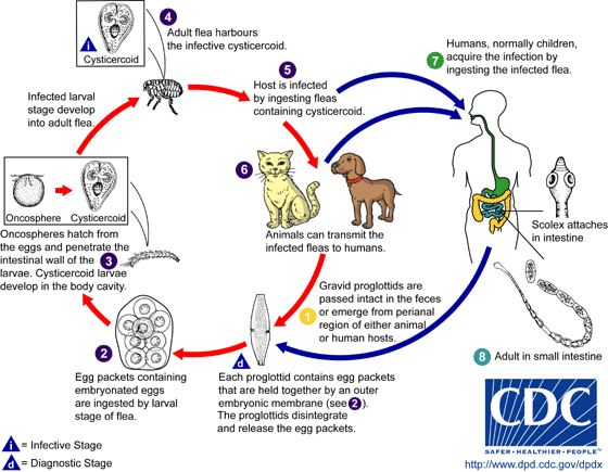 tapeworms from fleas