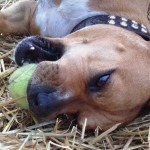 C.H.A.I.N.E.D. Inc. – A Different Kind Of Rescue