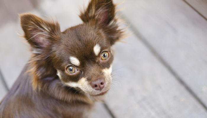 Qu'est-ce qu'un chien à velcro ?