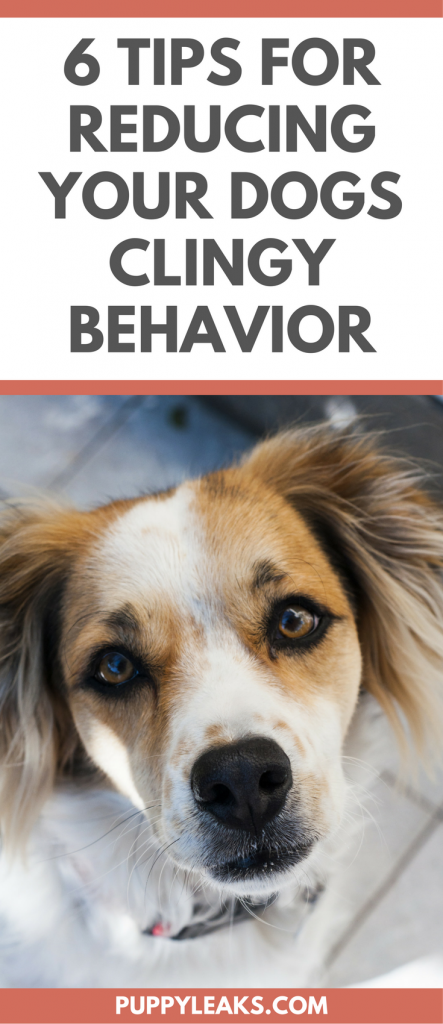 6 formas de reducir el comportamiento pegajoso en los perros