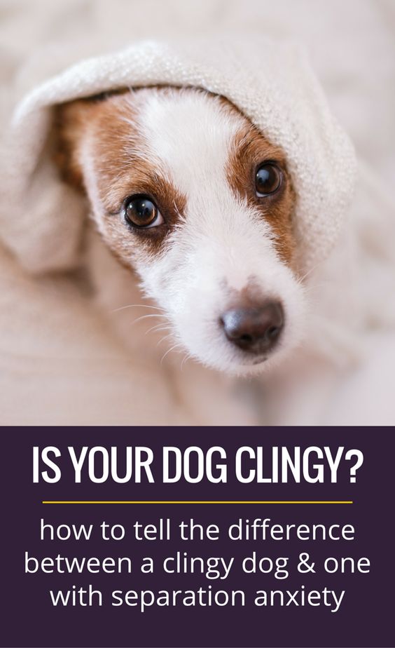Is your dog clingy? How to tell the difference between separation anxiety and velcro dog syndrome.