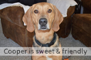 cooper is available for adoption