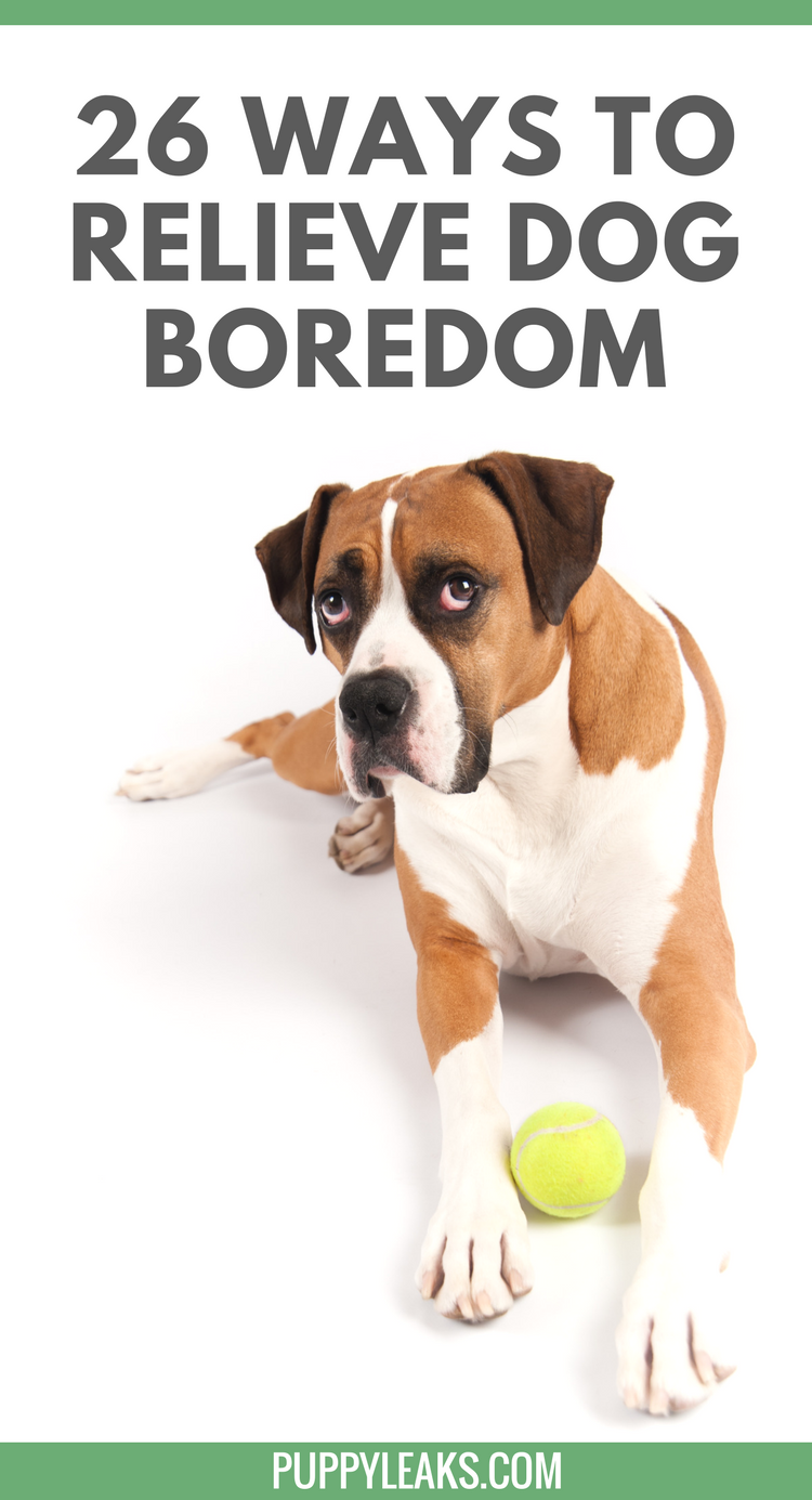 Is your dog bored? Need some simple ways to keep your dog busy, active and entertained? Check out our list of 26 quick and simple ways to relieve dog boredom. From homemade dog toys to simple trick training, these boredom busters will provide your dog with plenty of mental stimulation and exercise. Is Your Dog Bored? Here's 26 Quick Ways to Relieve Dog Boredom.