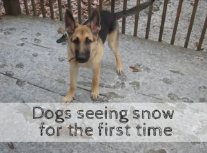 Dogs Seeing Snow For the First Time