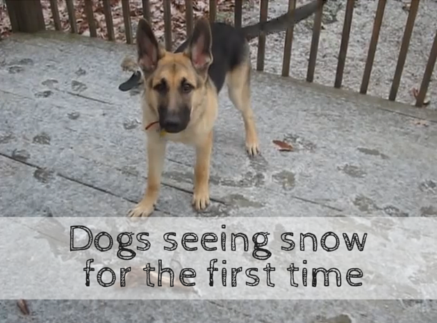 funny dogs in snow