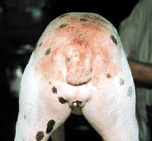 flea allergy dermatitis