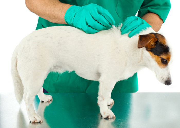 flea and tick medication used for getting rid of fleas